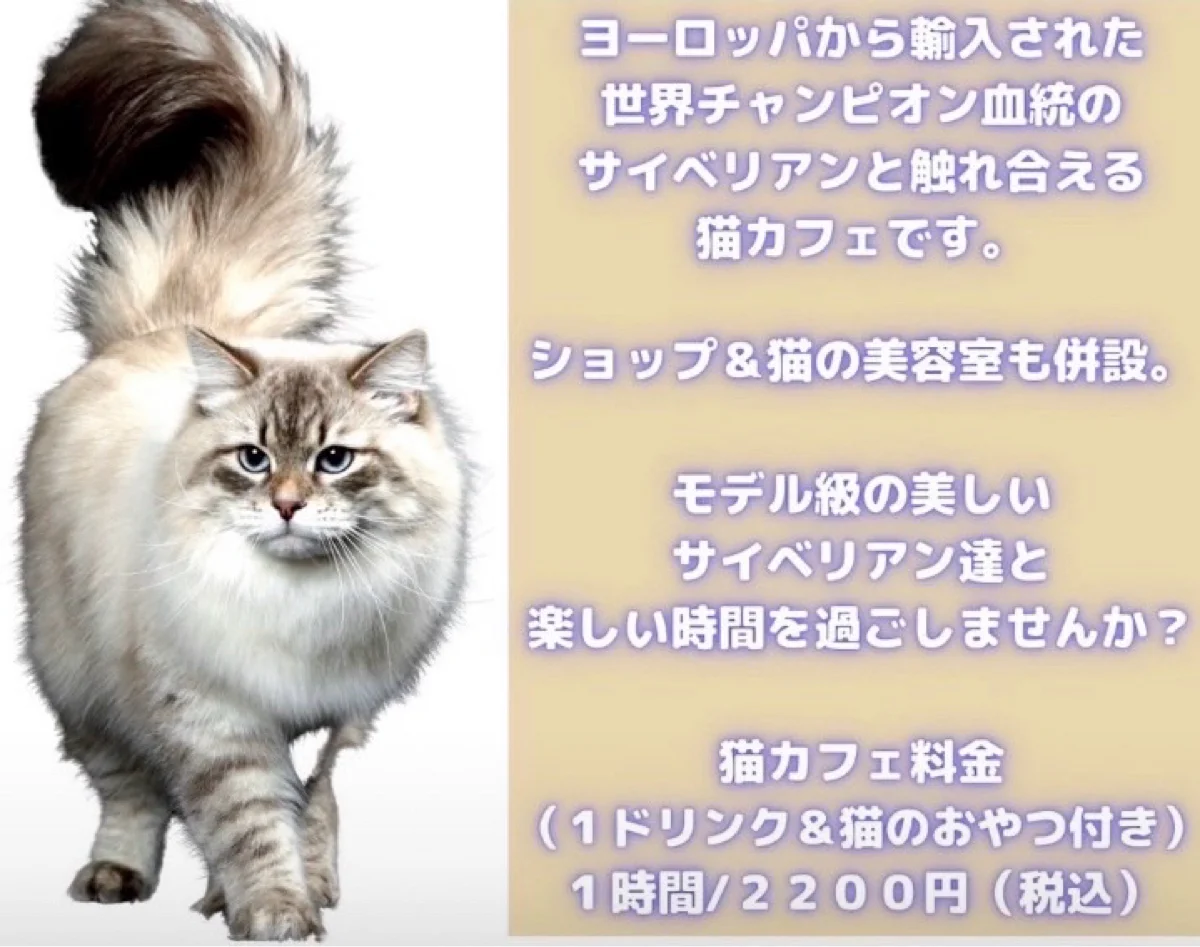 サイベリアン専門ショップ&猫カフェ ロイヤル・キャッツ【公式】の