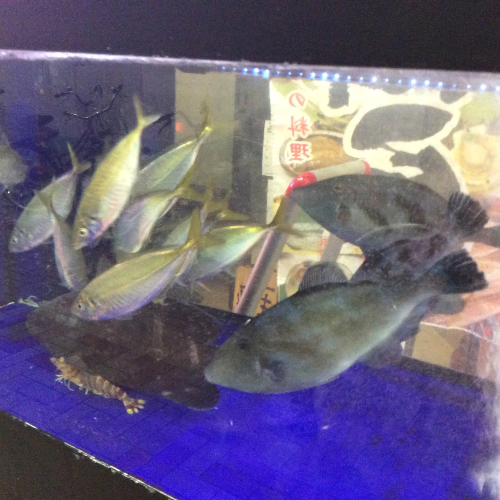 夢ぼうず - Atmosphere