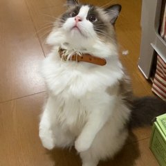 カサ デ フジモリ の予約 神奈川県 スペイン料理 Autoreserve