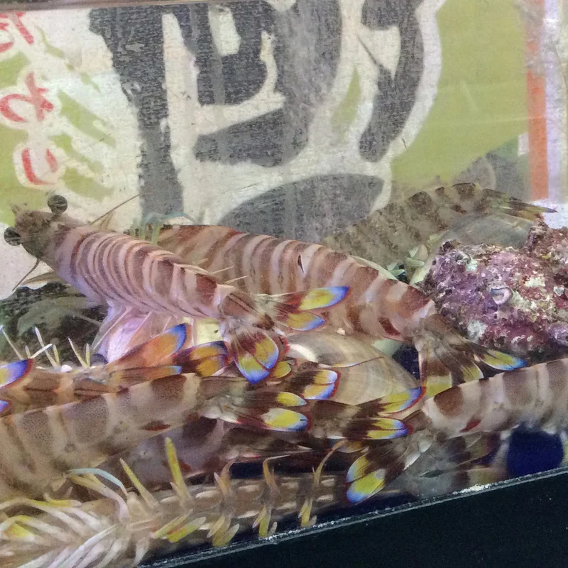夢ぼうず